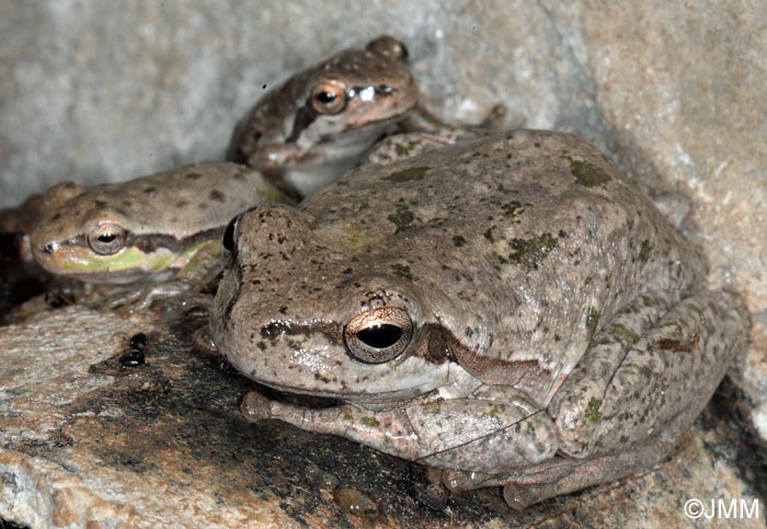 Hyla sarda : rainette de Sardaigne