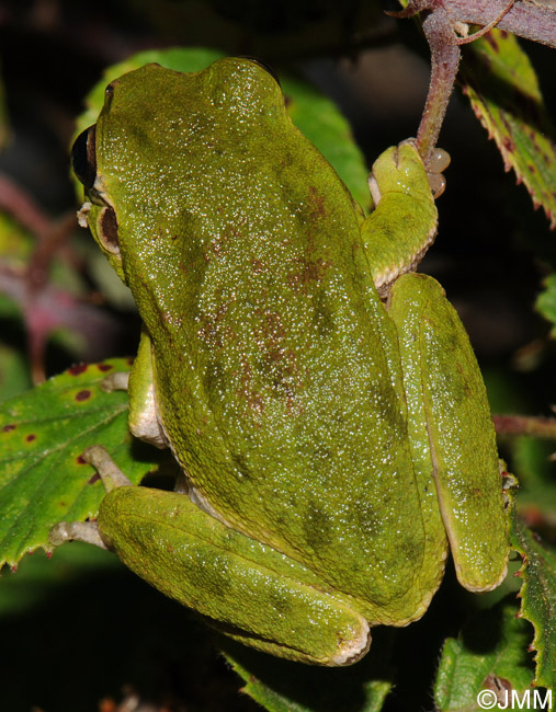 Hyla sarda : Rainette Sarde