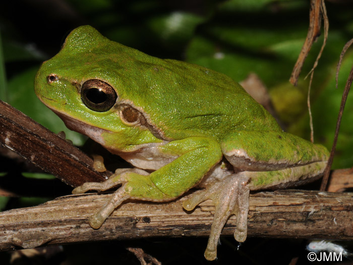 Hyla sarda : Rainette Sarde