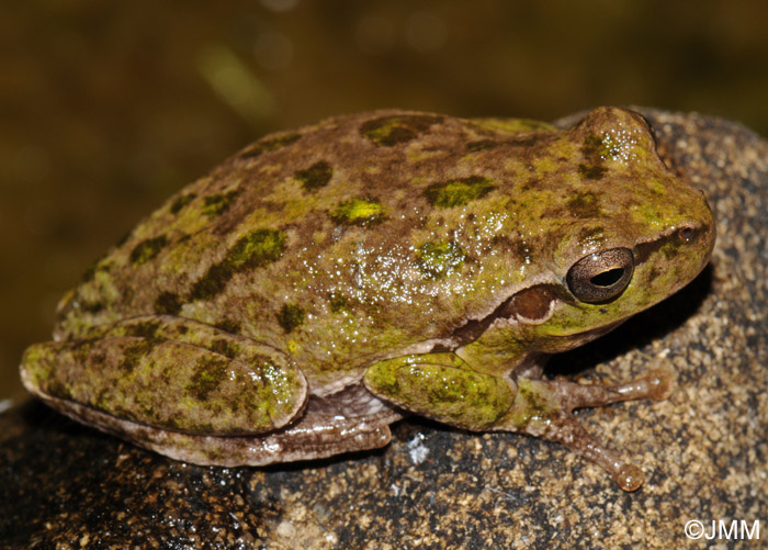 Hyla sarda : Rainette Sarde