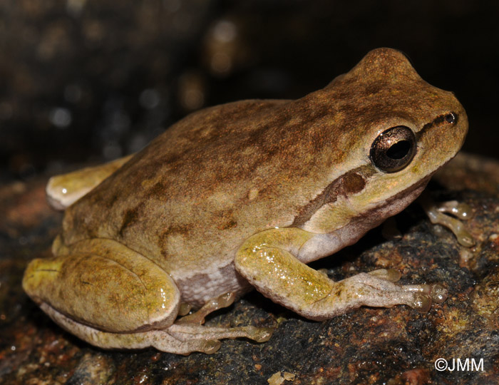 Hyla sarda : Rainette Sarde