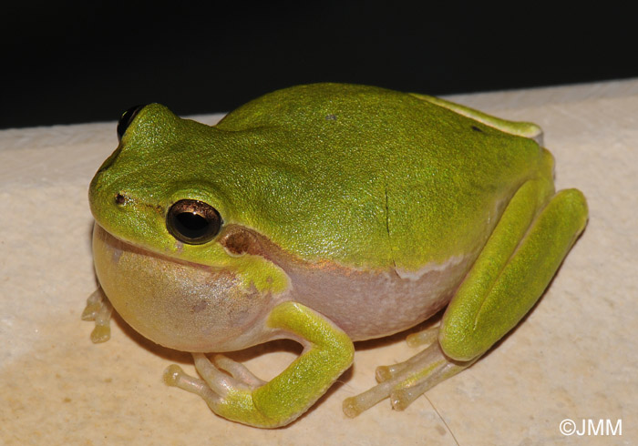 Hyla sarda : Rainette Sarde