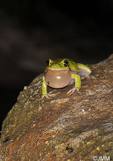 Hyla sarda : Rainette Sarde