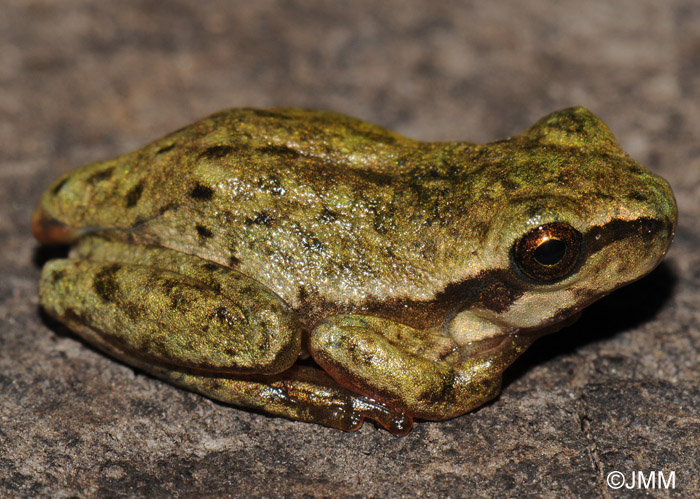 Hyla sarda : Rainette Sarde