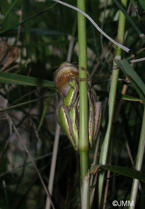 Hyla savignyi