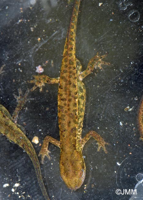 Lissotriton italicus