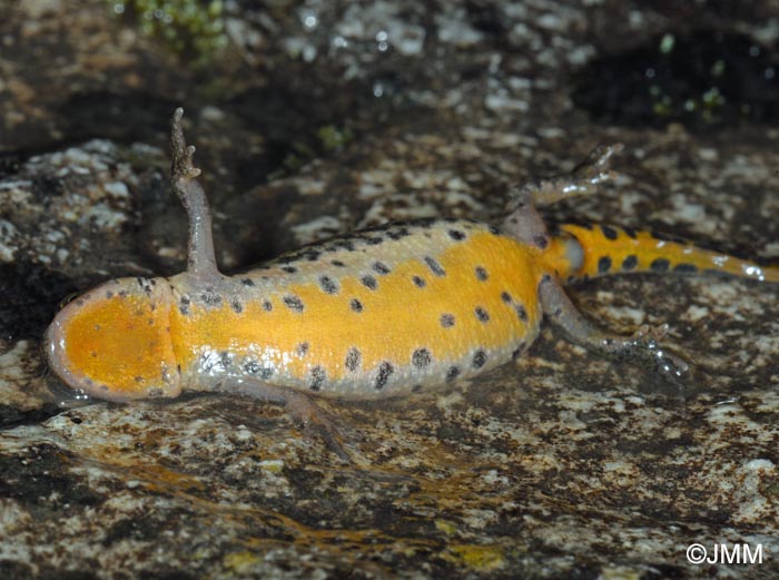 Lissotriton italicus