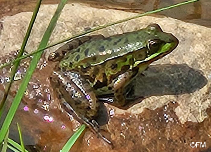 Lithobates clamitans