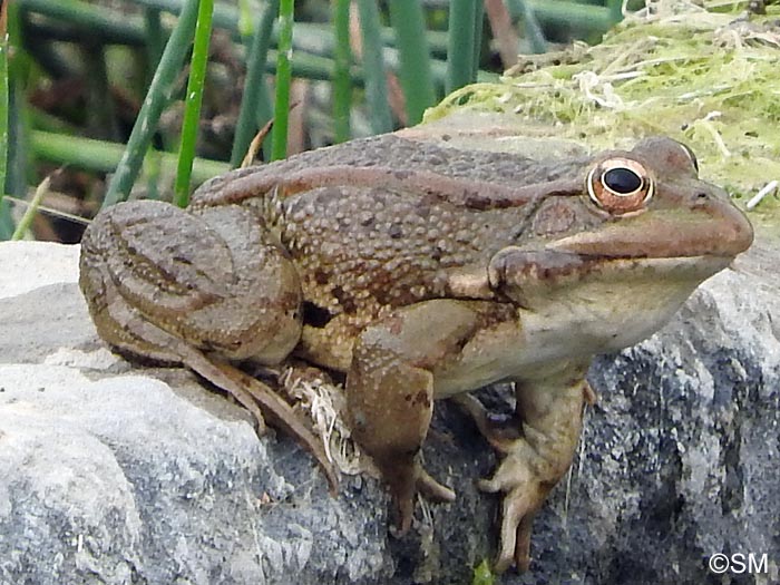 Pelophylax kl. grafi : Grenouille de Graf