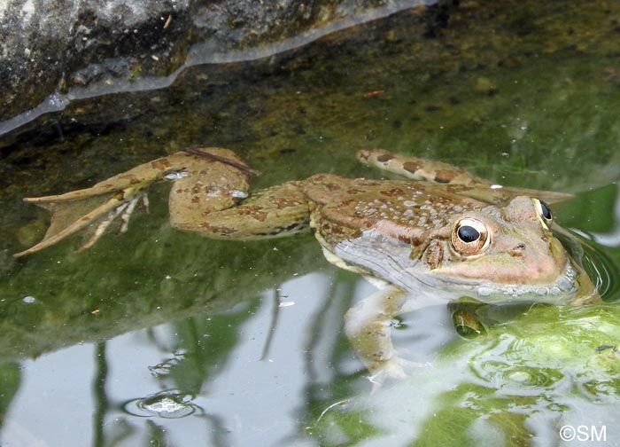 Pelophylax kl. grafi : Grenouille de Graf