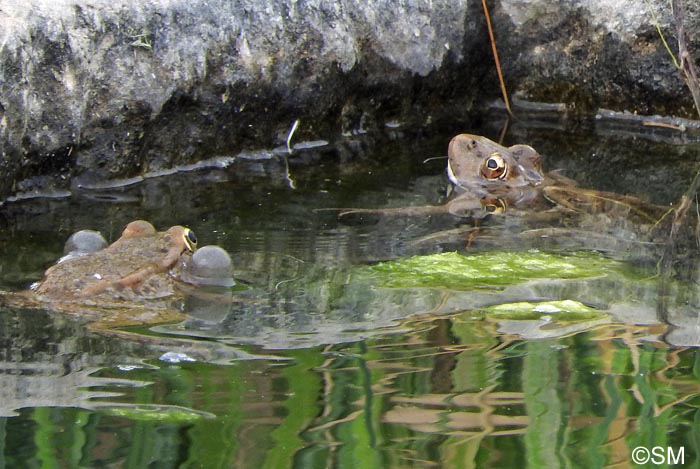 Pelophylax kl. grafi : Grenouille de Graf