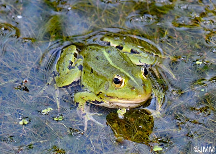 Pelophylax kl. esculentus