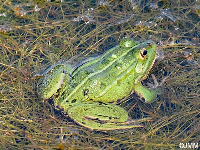 Pelophylax kl. esculentus