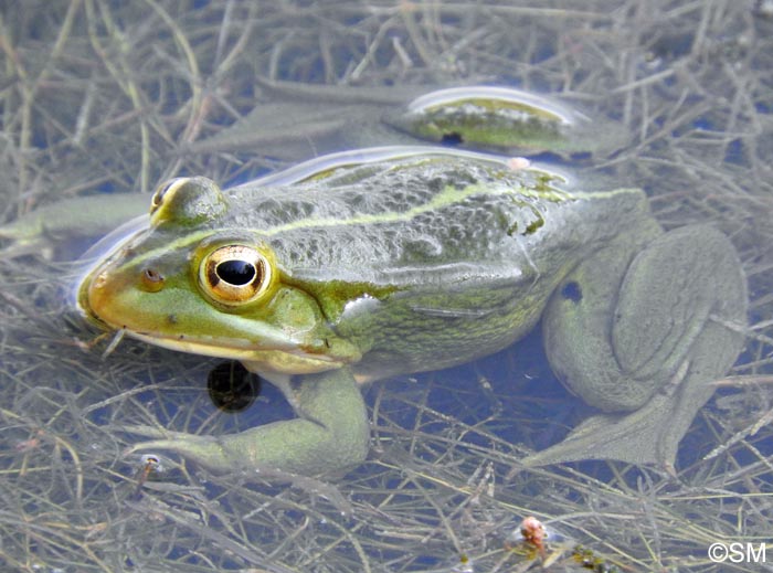 Pelophylax kl. esculentus