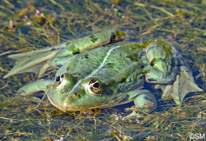 Pelophylax kl. esculentus