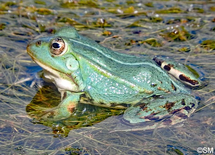 Pelophylax kl. esculentus