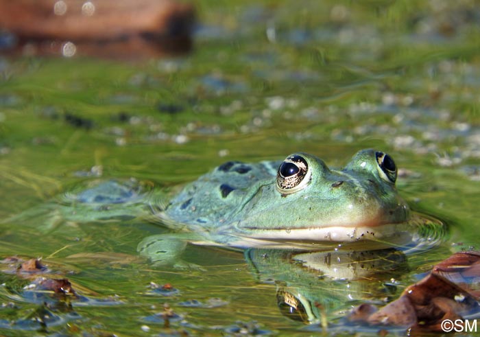 Pelophylax kl. esculentus