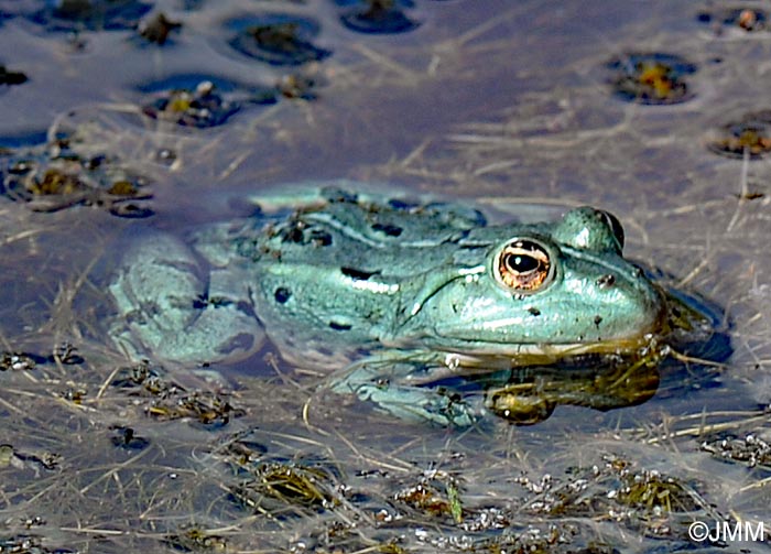 Pelophylax kl. esculentus