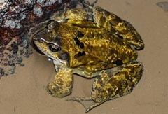 Pelophylax kl. esculentus