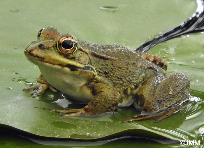 Pelophylax perezi