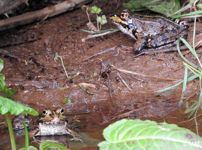 Pelophylax perezi