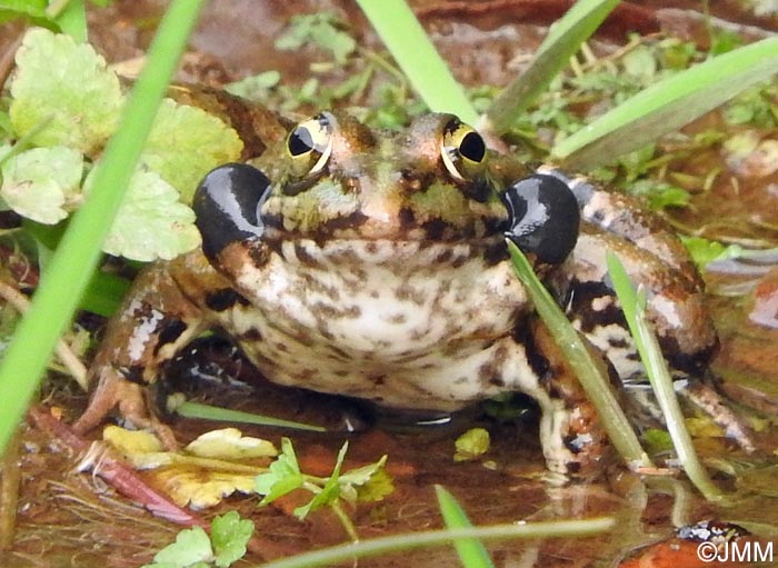 Pelophylax perezi