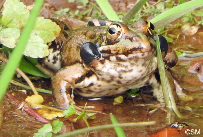 Pelophylax perezi