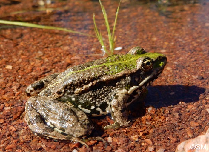 Rana ridibunda = Pelophylax ridubundus