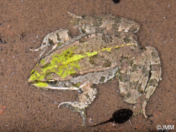 Rana ridibunda = Pelophylax ridubundus