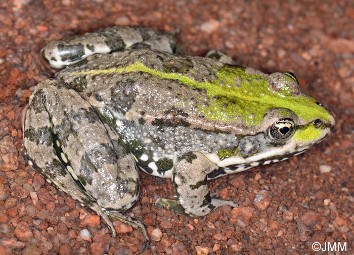 Rana ridibunda = Pelophylax ridubundus