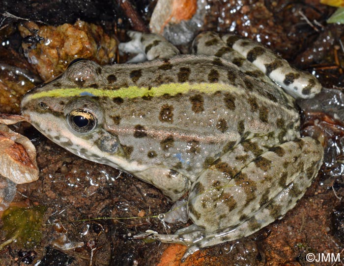 Rana ridibunda = Pelophylax ridubundus