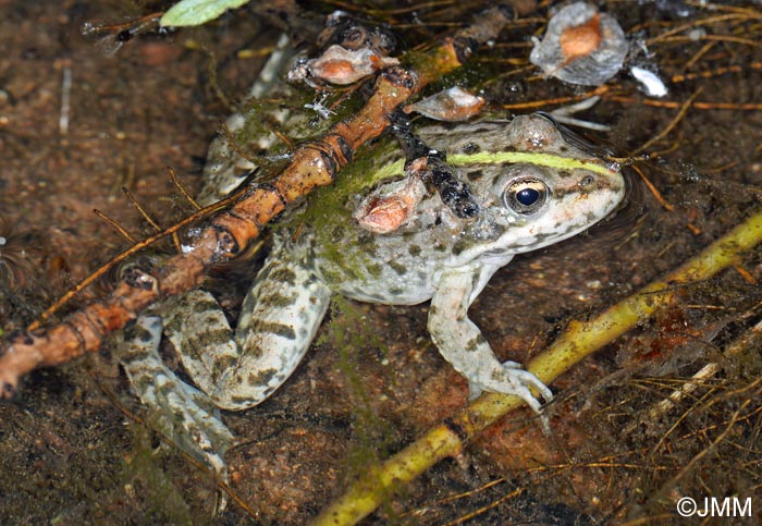 Rana ridibunda = Pelophylax ridubundus