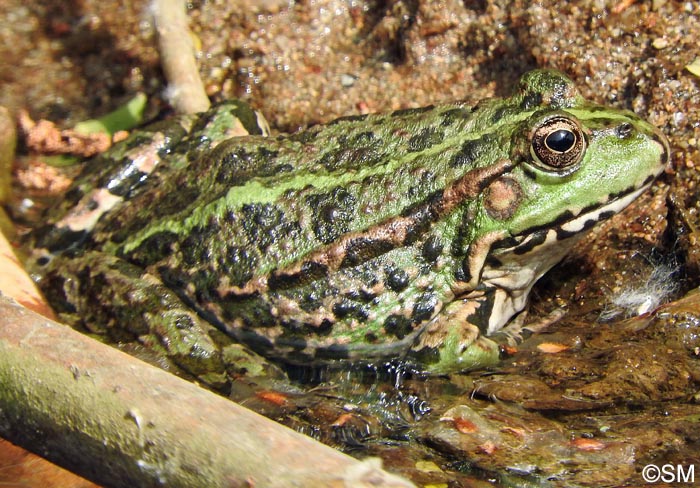 Pelophylax ridibundus = Rana ridibunda