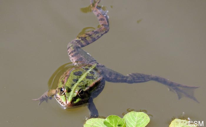 Pelophylax ridibundus = Rana ridibunda