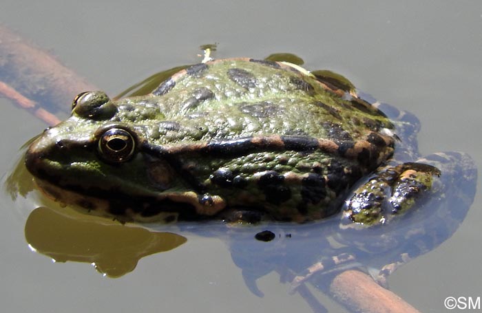 Pelophylax ridibundus = Rana ridibunda