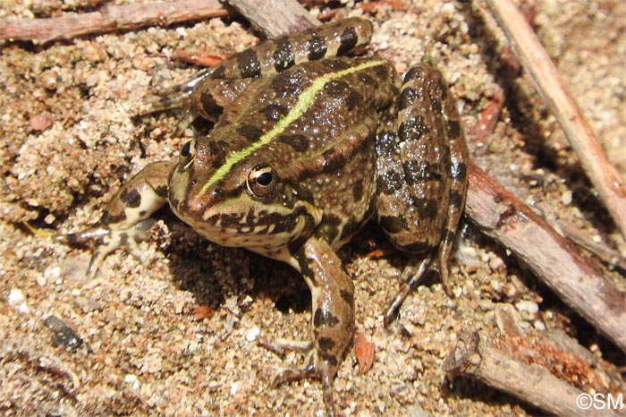 Pelophylax ridibundus = Rana ridibunda