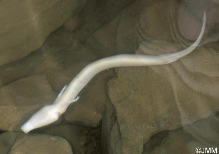 Proteus anguinus
