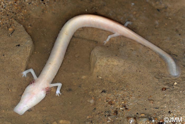 Proteus anguinus