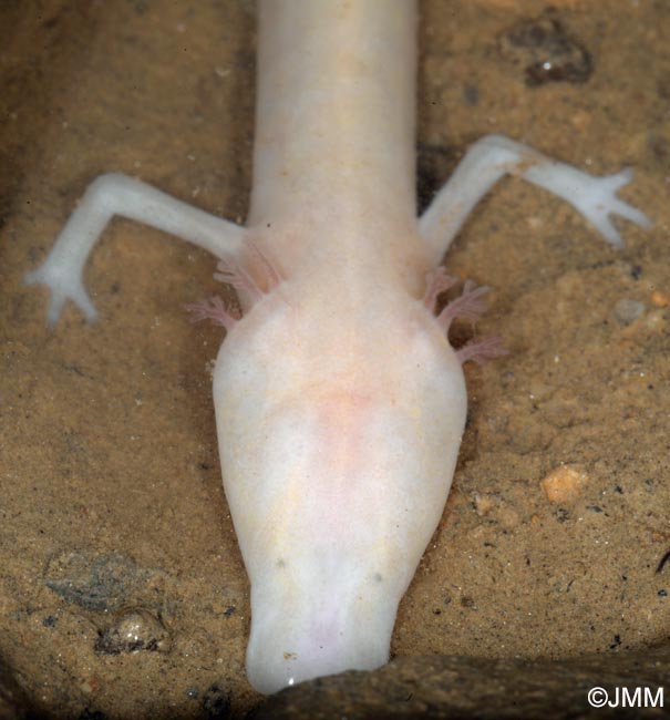 Proteus anguinus