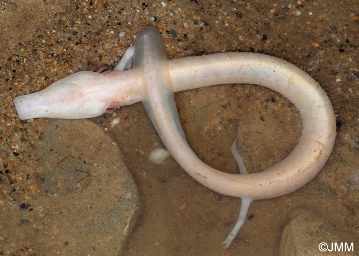 Proteus anguinus