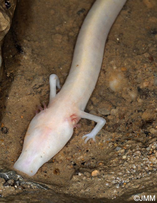 Proteus anguinus