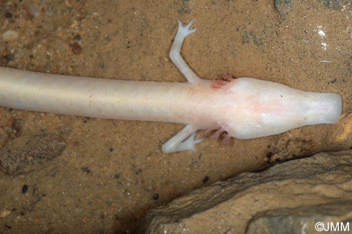Proteus anguinus