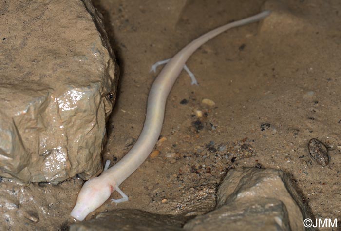 Proteus anguinus