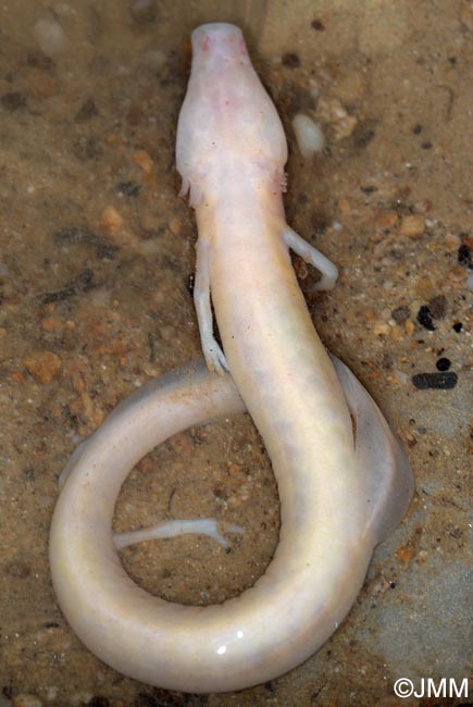 Proteus anguinus