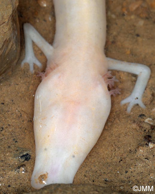 Proteus anguinus
