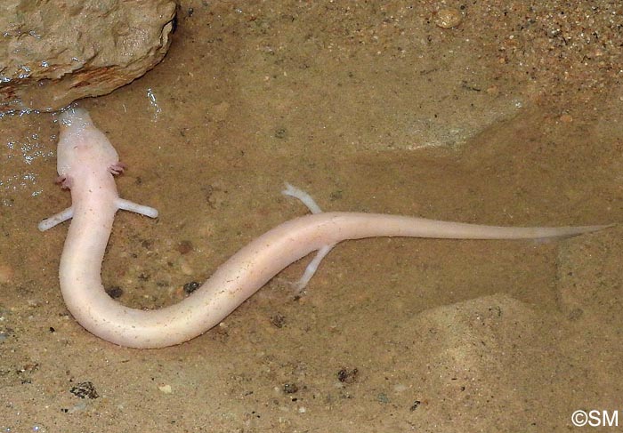 Proteus anguinus