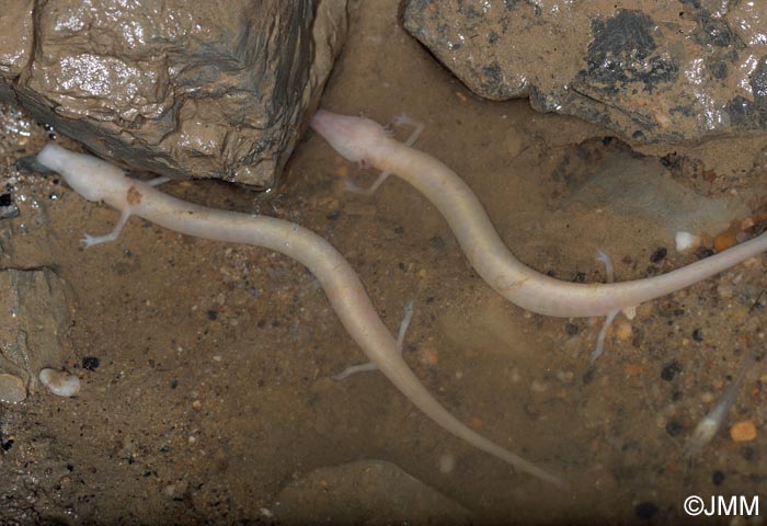 Proteus anguinus