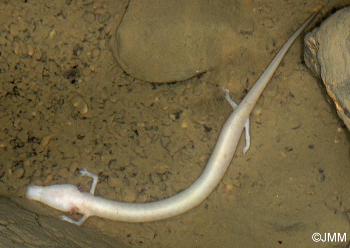 Proteus anguinus