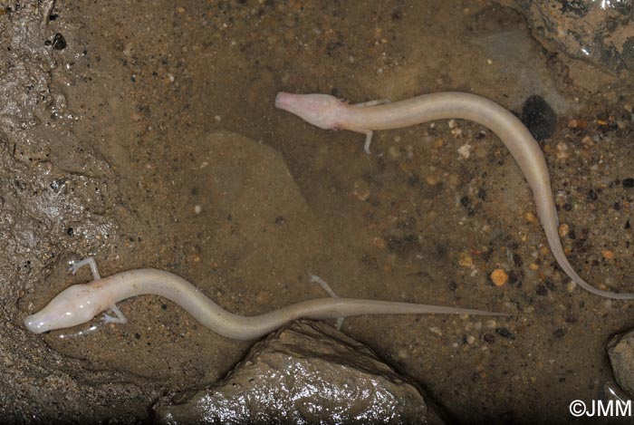 Proteus anguinus