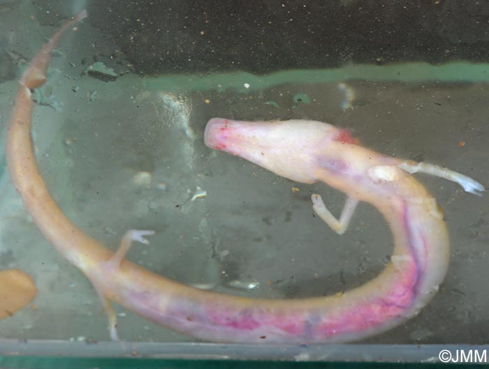 Proteus anguinus